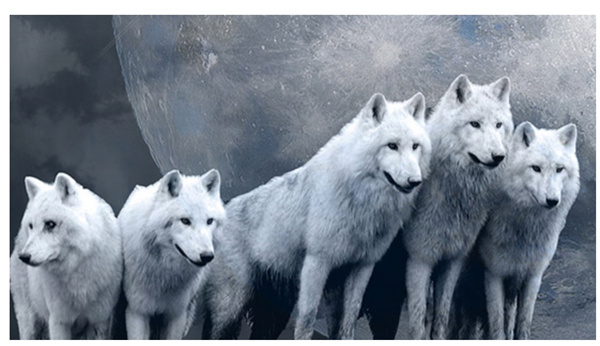 新時代的狼性精神！