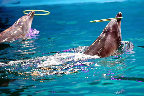 績(jī)效管理分析：公園月薪3萬(wàn)招摸魚官每天工作2小時(shí)