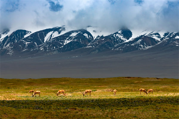 數(shù)字化分析：可可西里無人區(qū)來了一只機器藏羚羊