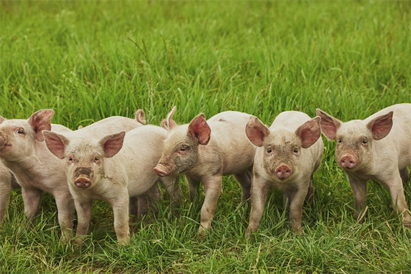 企業(yè)年度經(jīng)營計(jì)劃管理分析：養(yǎng)殖戶養(yǎng)一頭豬虧36元