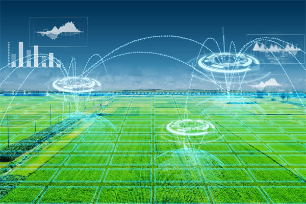 溫州種出2.1米高巨型水稻，精益生產(chǎn)怎么看？