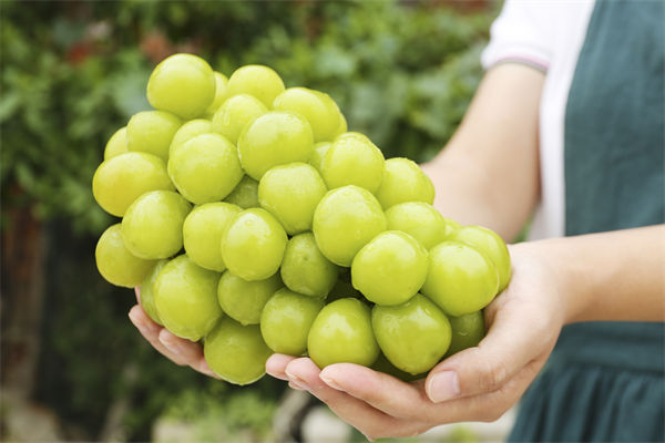 營(yíng)銷管理咨詢分析：陽(yáng)光玫瑰因何跌成“地板價(jià)”？